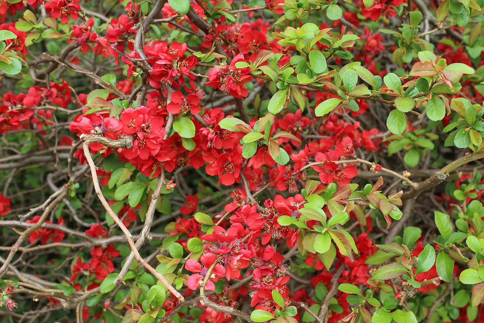 Japanese Flowering Quince (Chaenomeles Speciosa) — which are tart but edible; red flowers in the garden, image 87