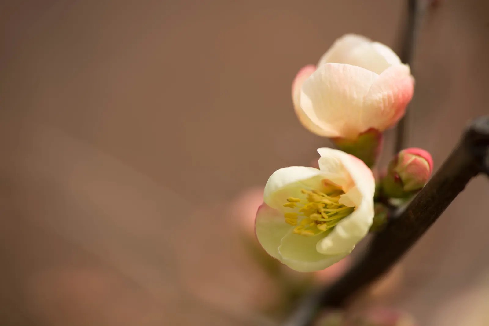 Japanese Flowering Quince (Chaenomeles Speciosa) — Blooming prolifically before the emergence of glossy green foliage; pruning should occur, image 160