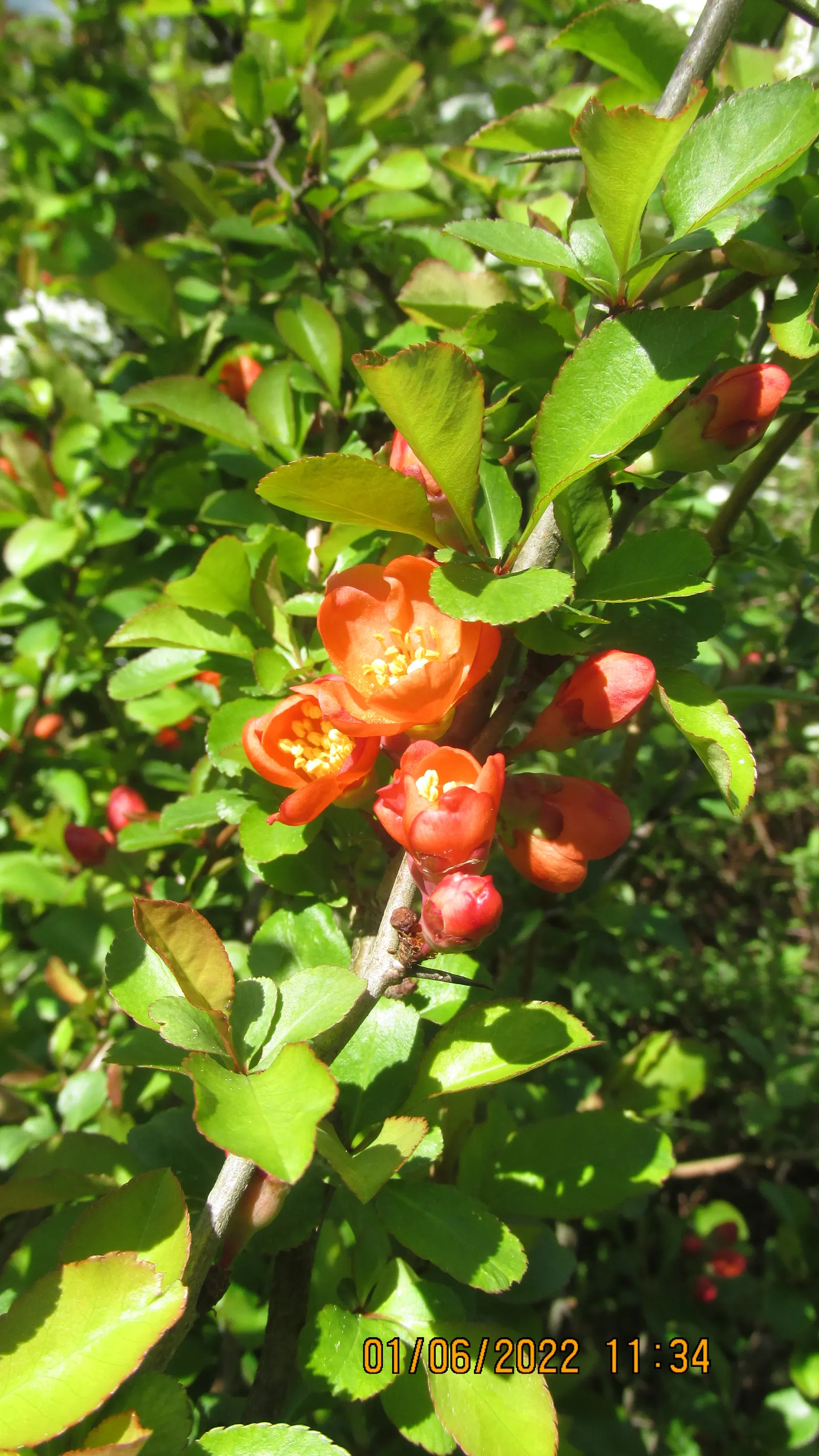 Japanese Flowering Quince (Chaenomeles Speciosa) — Blooming prolifically before the emergence of glossy green foliage; pruning should occur, image 103