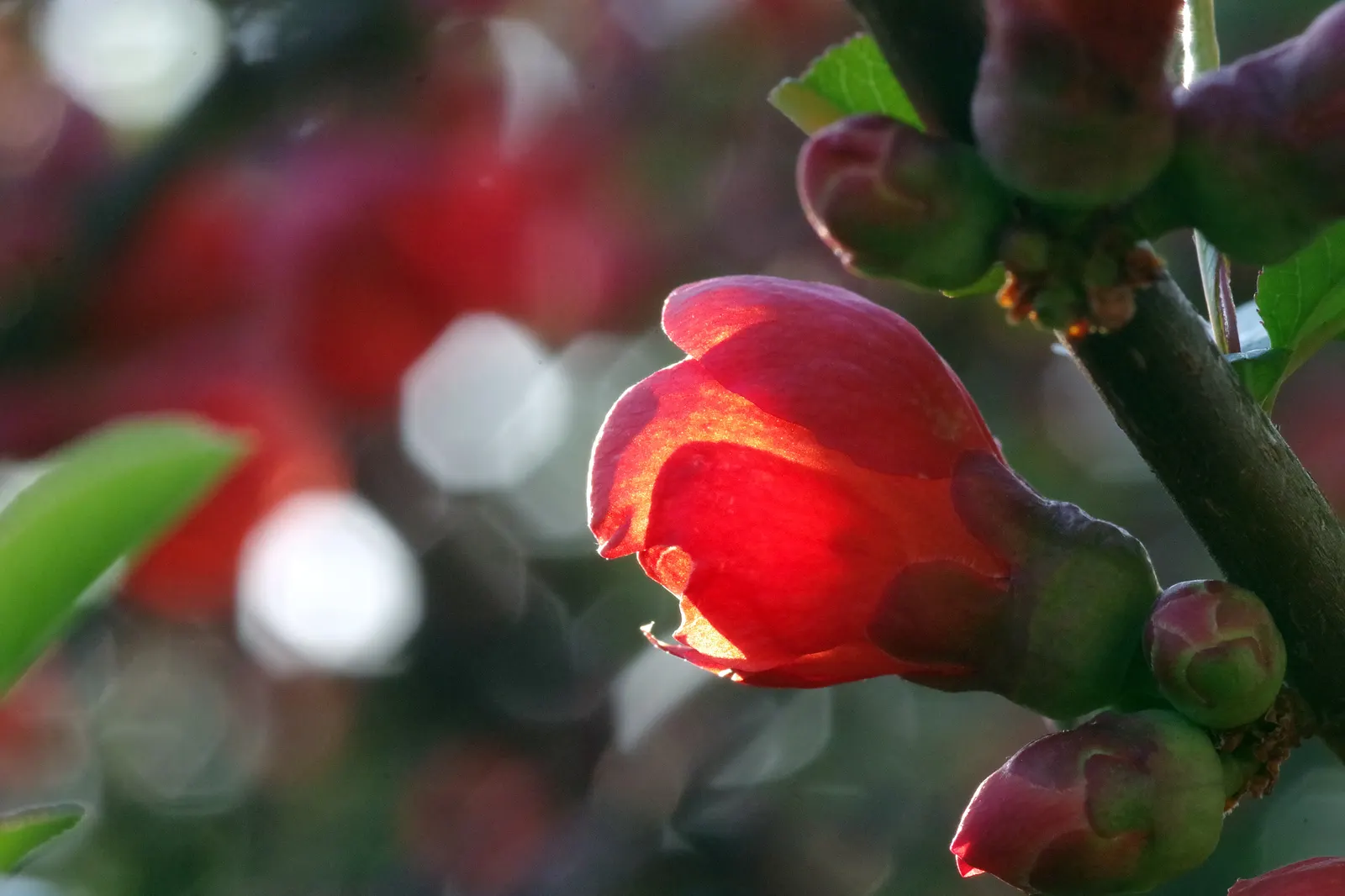 Japanese Flowering Quince (Chaenomeles Speciosa) — often used in jellies and preserves.<br><br>For ideal growth; typically reaching a mature height of 6 to 10