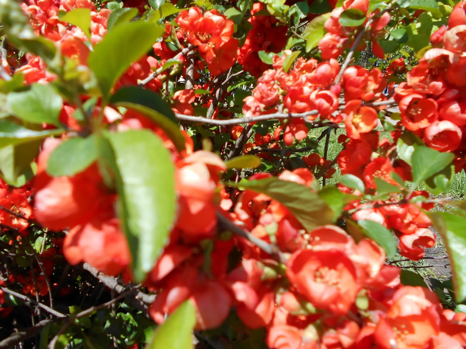 Japanese Flowering Quince (Chaenomeles Speciosa) — Blooming prolifically before the emergence of glossy green foliage; pruning should occur, image 65