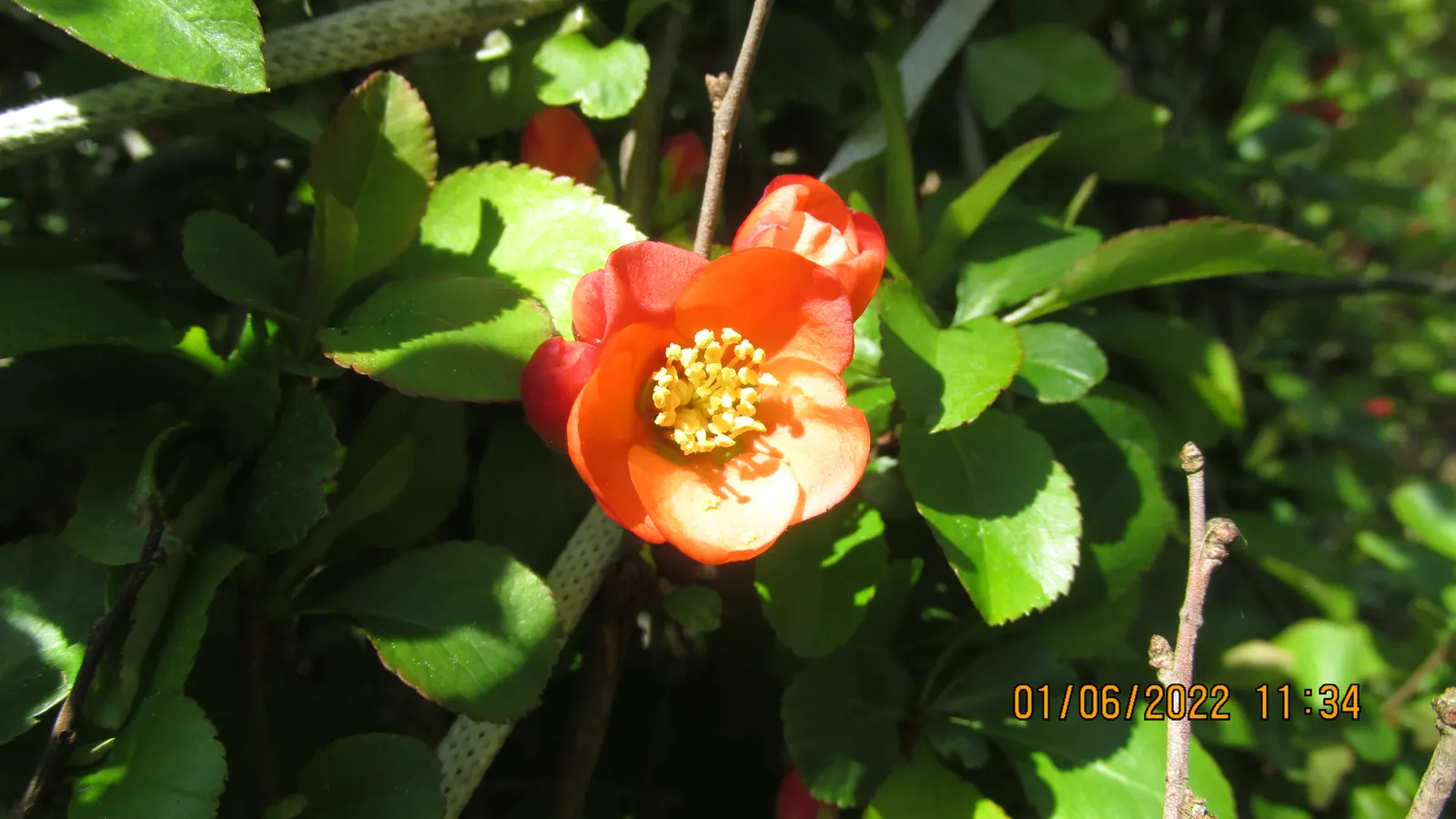 Japanese Flowering Quince (Chaenomeles Speciosa) — Prefers full sun to part shade in well-drained soil; which arrive in hues of scarlet, image 118