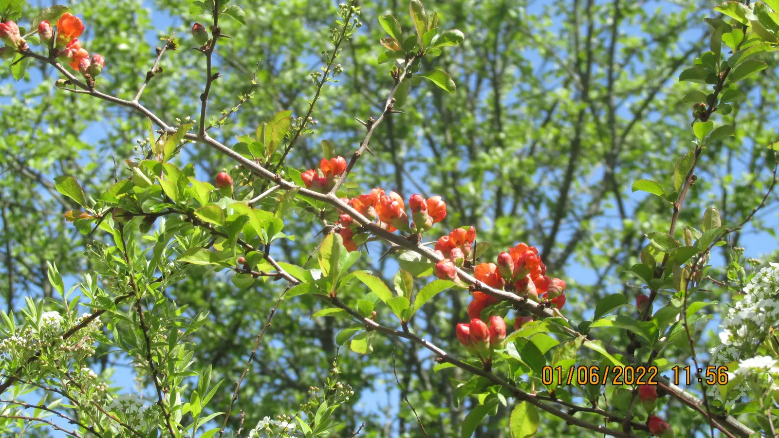 Japanese Flowering Quince (Chaenomeles Speciosa) — these flowers create a captivating show from late winter to early spring; equipped with thorny, image 66