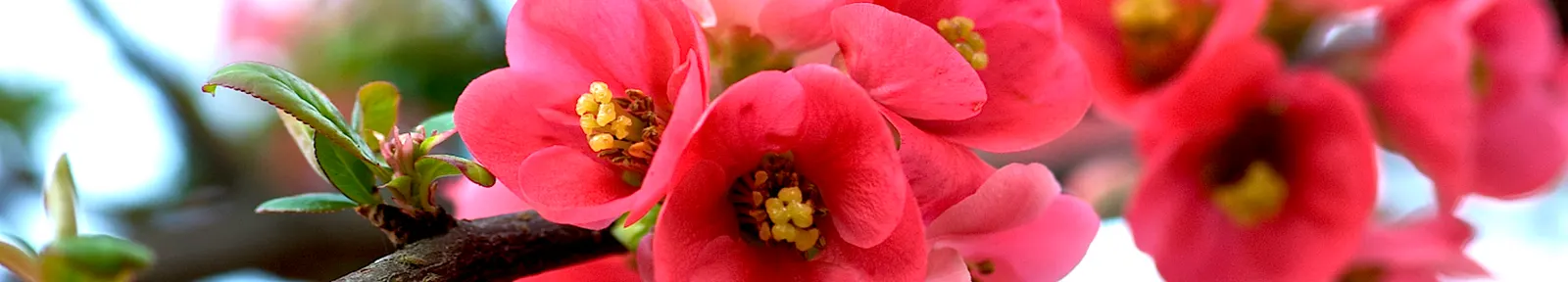 Japanese Flowering Quince (Chaenomeles Speciosa) — Pruning should occur post-flowering to shape and remove any crossed or dead branches; measuring, image 72