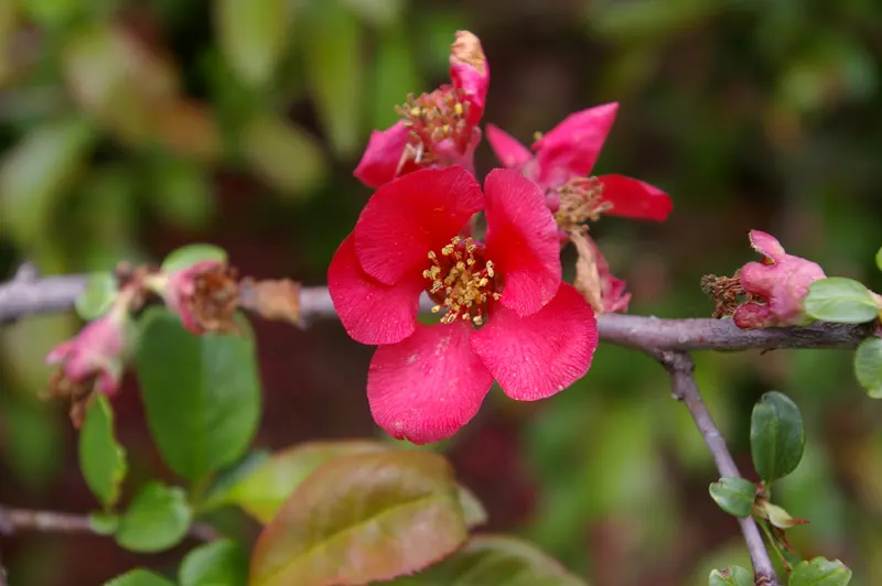 Japanese Flowering Quince (Chaenomeles Speciosa) — which arrive in hues of scarlet; its arresting flowers, in hues of red, pink, or white, are, image 82