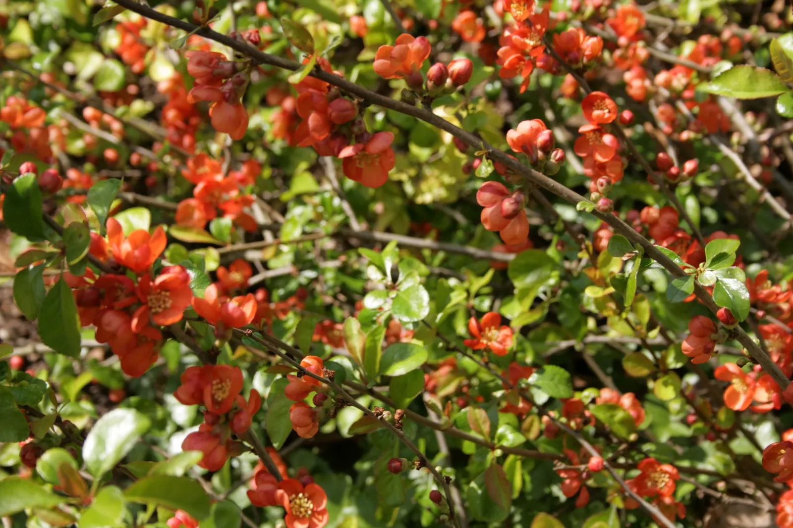 Japanese Flowering Quince (Chaenomeles Speciosa) — Equipped with thorny branches, it makes an excellent choice for defensive hedges; shrub with red, image 79