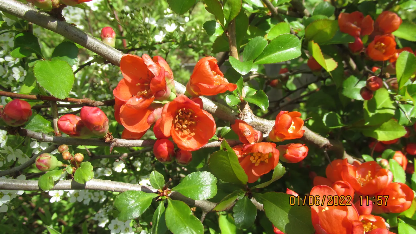 Japanese Flowering Quince (Chaenomeles Speciosa) — red flowers in the garden
