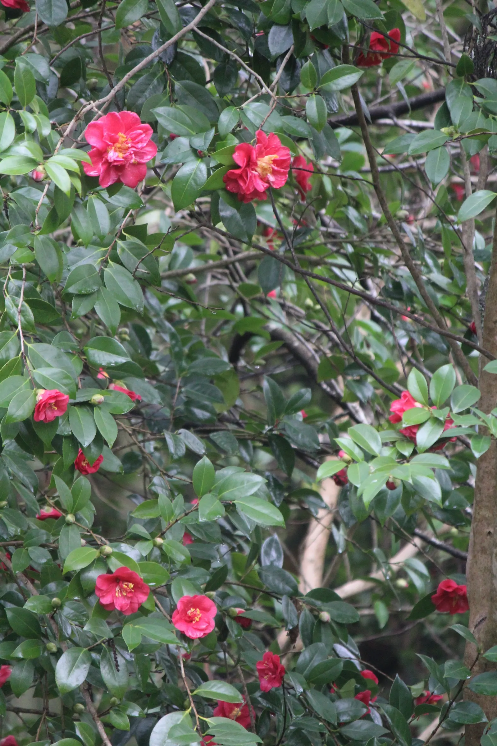 Japanese Flowering Quince (Chaenomeles Speciosa) — around 2 to 3 inches in size, image 48