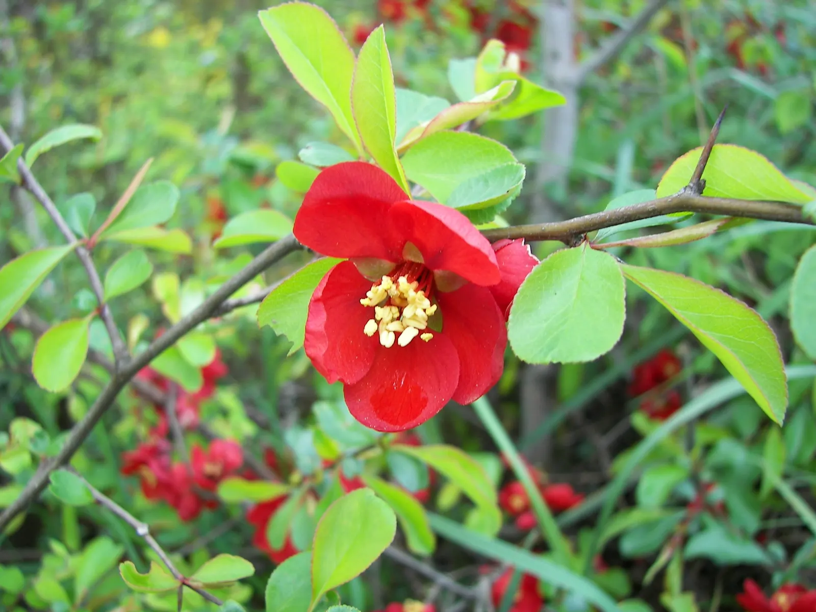 Japanese Flowering Quince (Chaenomeles Speciosa) — these flowers create a captivating show from late winter to early spring
