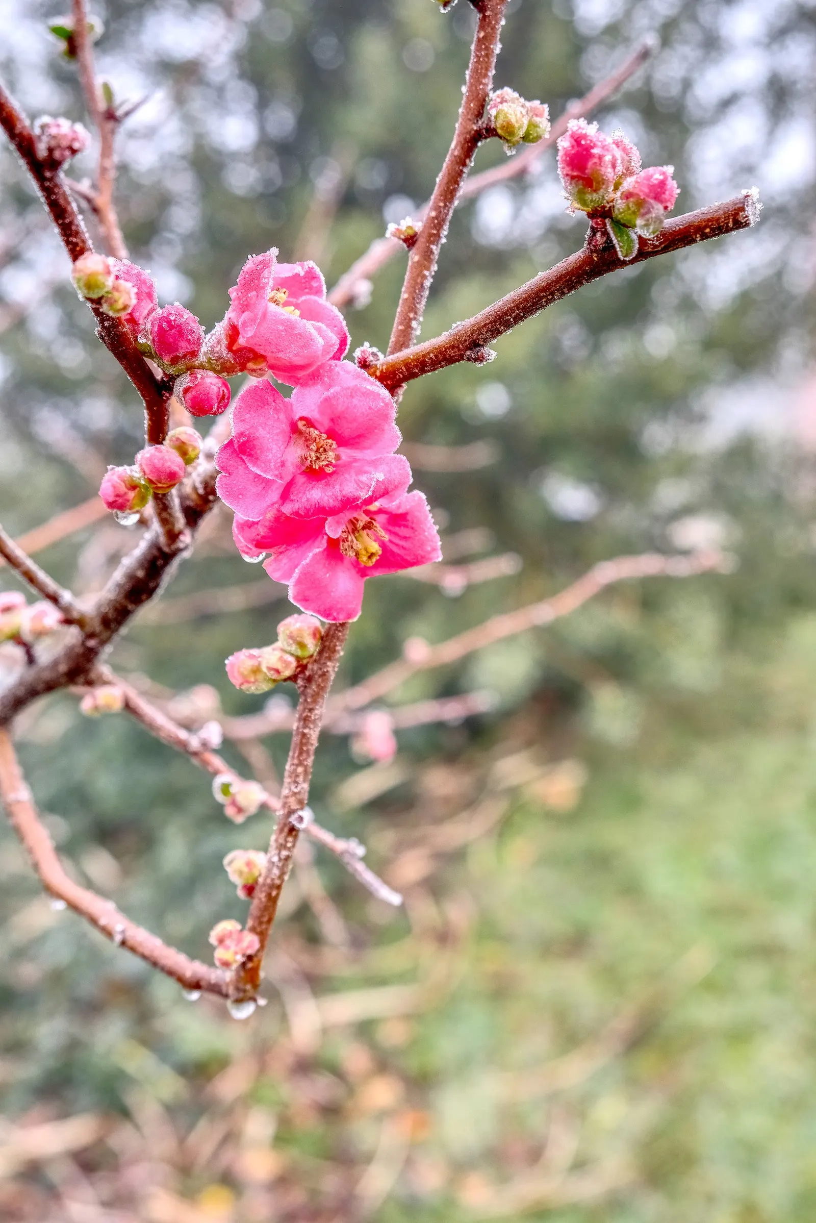 Japanese Flowering Quince (Chaenomeles Speciosa) — often used in jellies and preserves.<br><br>For ideal growth; typically reaching a mature height, image 145