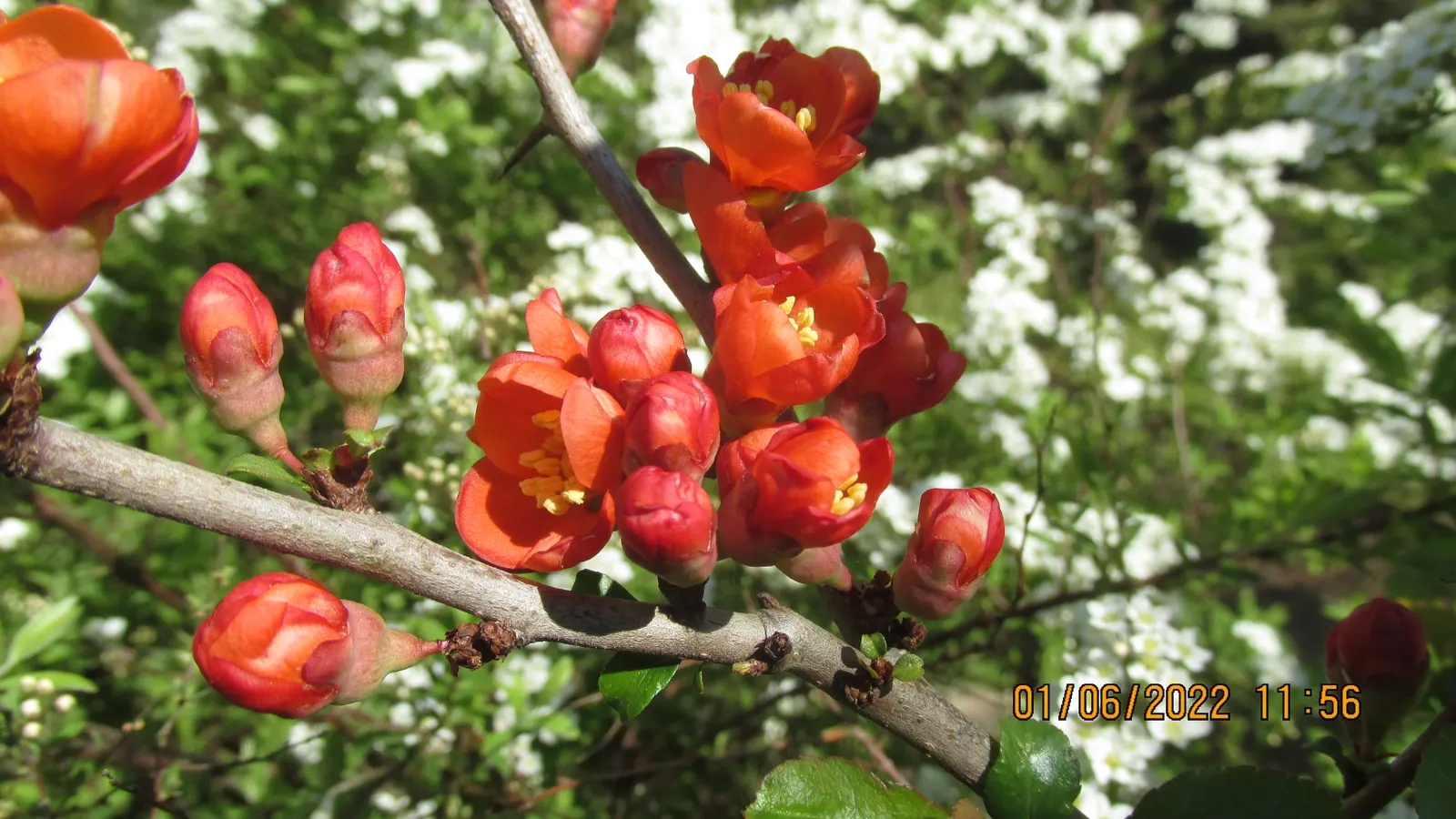 Japanese Flowering Quince (Chaenomeles Speciosa) — around 2 to 3 inches in size, image 105