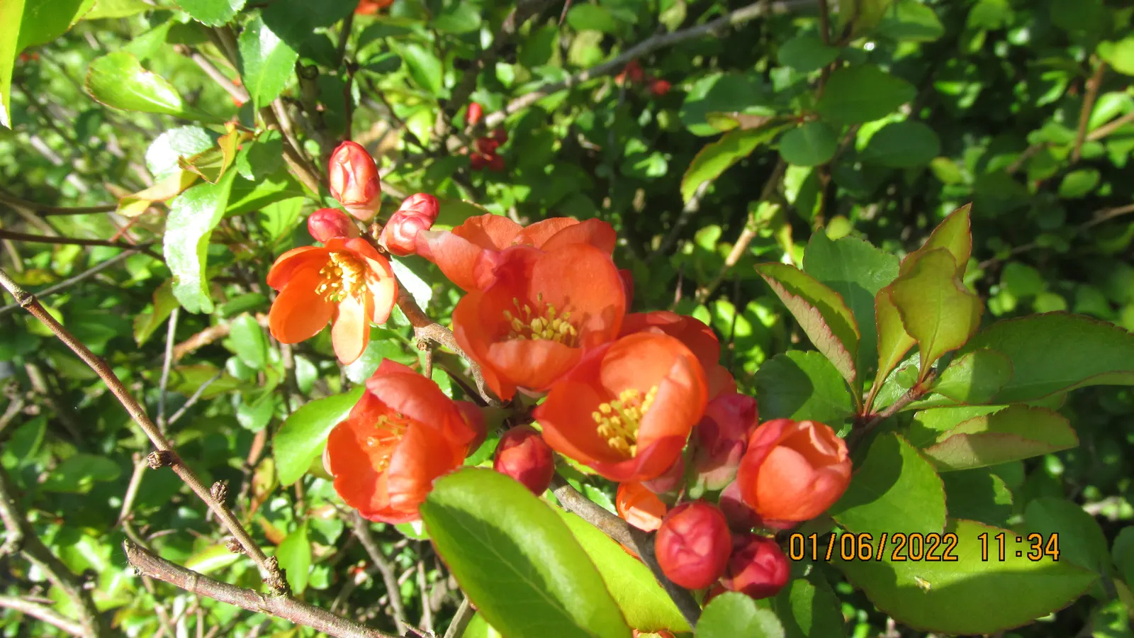 Japanese Flowering Quince (Chaenomeles Speciosa) — Typically reaching a mature height of 6 to 10 feet with an equal spread; chaenomeles speciosa, image 157