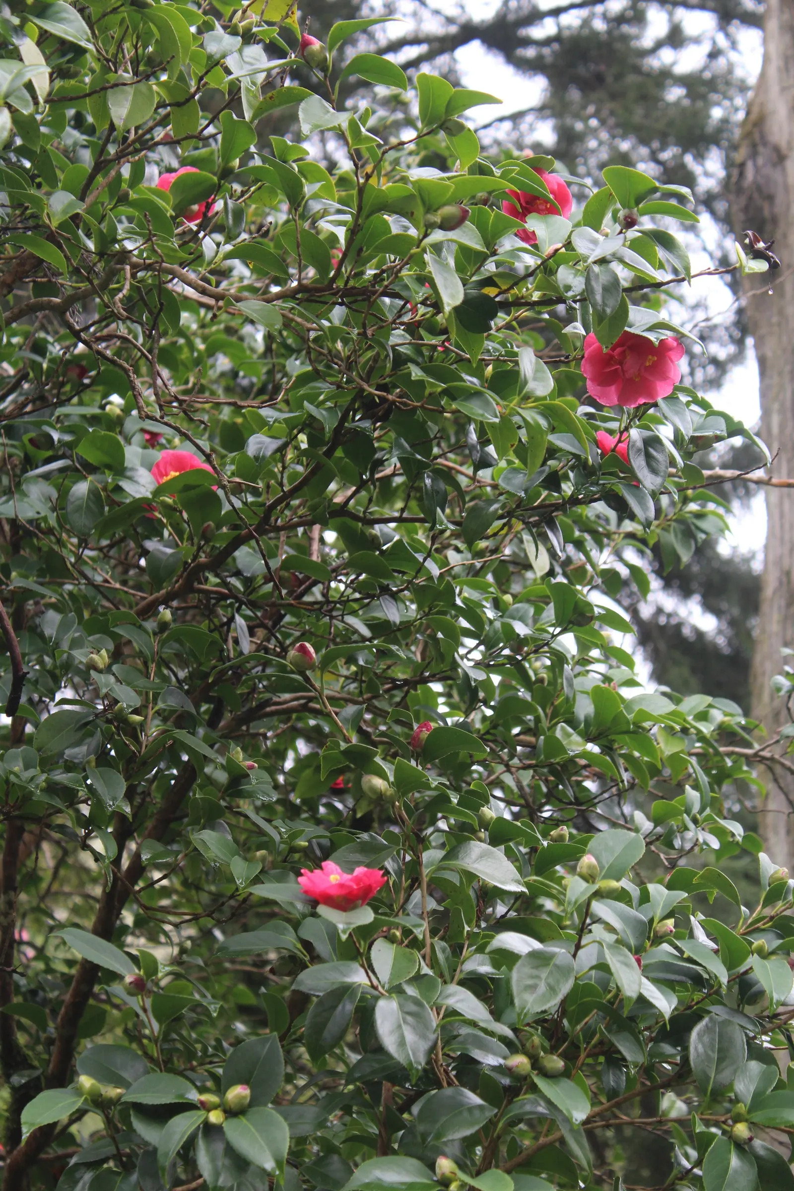 Japanese Flowering Quince (Chaenomeles Speciosa) — shrub for full or half; rejuvenating the plant and encouraging robust new growth