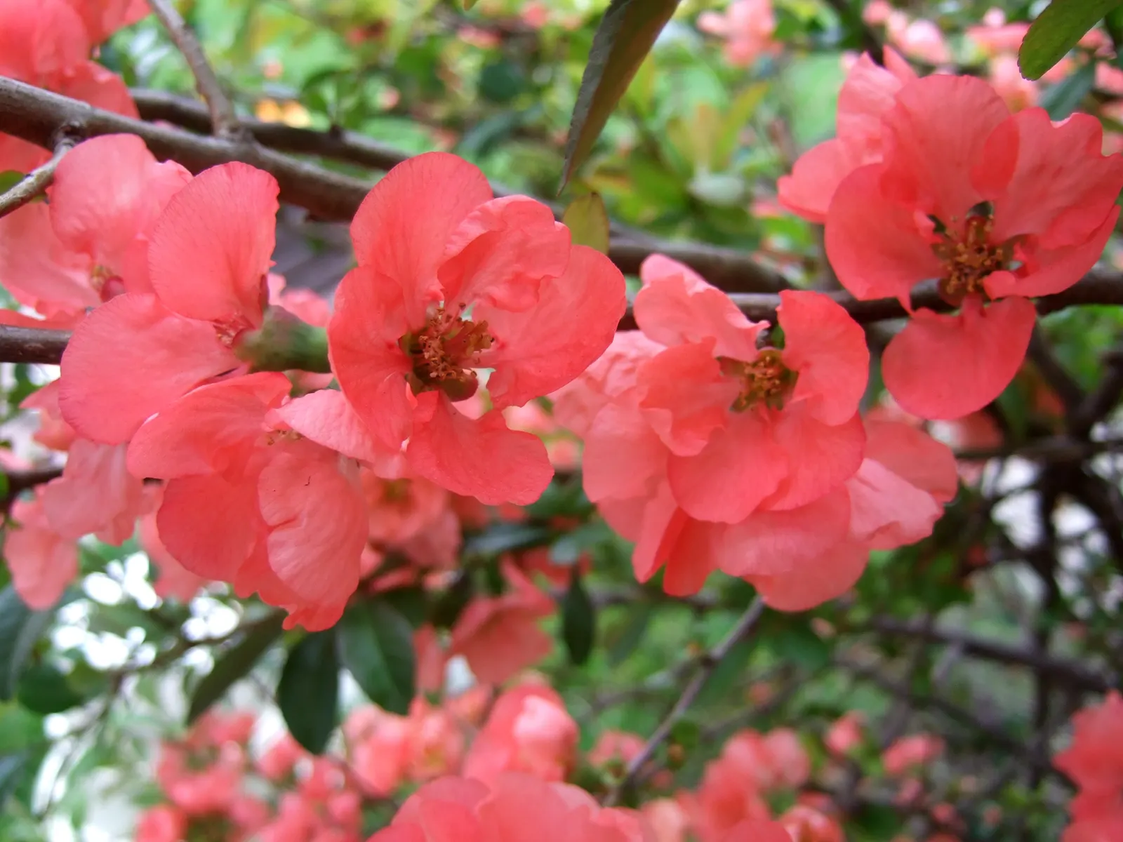 Japanese Flowering Quince (Chaenomeles Speciosa) — Its arresting flowers, in hues of red, pink, or white, are typically about 1.5 inches in, image 134