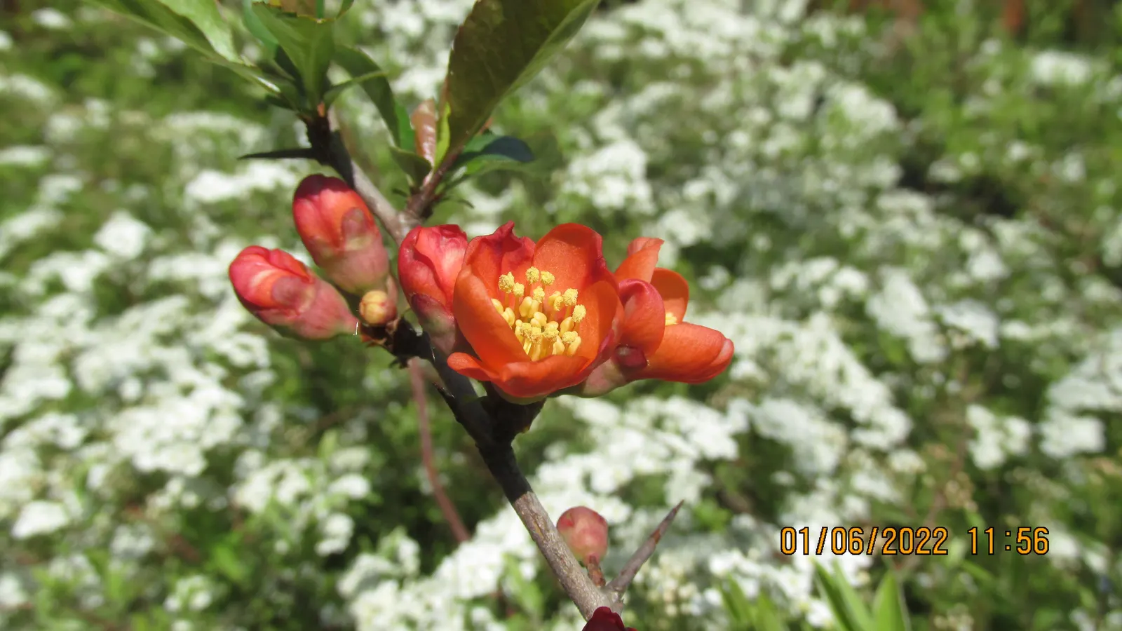 Japanese Flowering Quince (Chaenomeles Speciosa) — often used in jellies and preserves.<br><br>For ideal growth; typically reaching a mature height, image 164