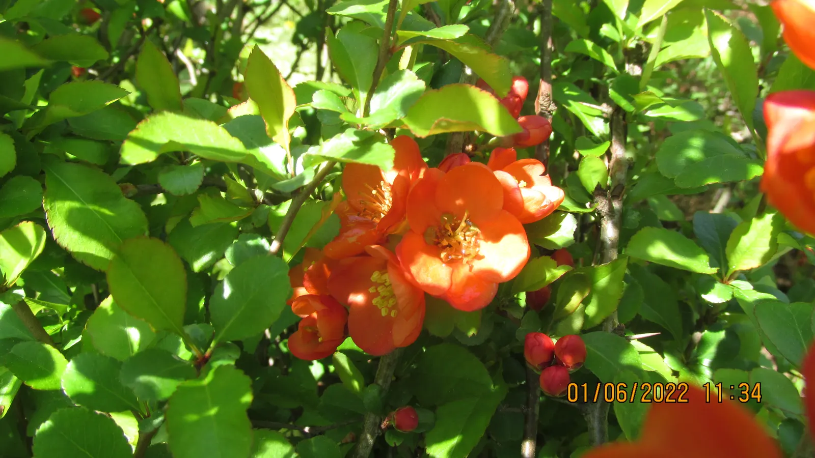 Japanese Flowering Quince (Chaenomeles Speciosa) — these flowers create a captivating show from late winter to early spring; equipped with thorny branches, it
