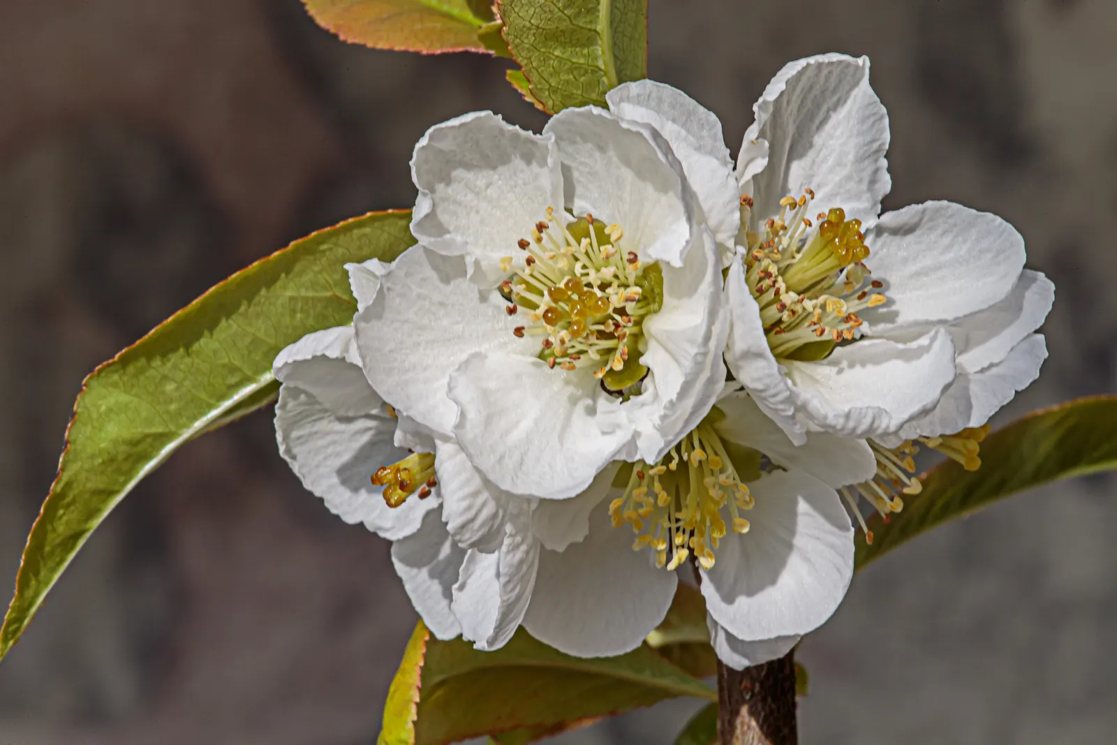 Japanese Flowering Quince (Chaenomeles Speciosa) — these flowers create a captivating show from late winter to early spring; equipped with thorny, image 123