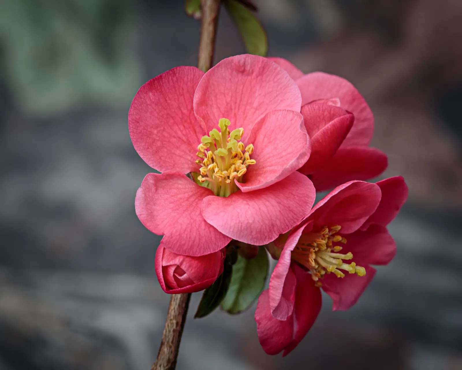 Japanese Flowering Quince (Chaenomeles Speciosa) — Typically reaching a mature height of 6 to 10 feet with an equal spread; chaenomeles speciosa, image 119