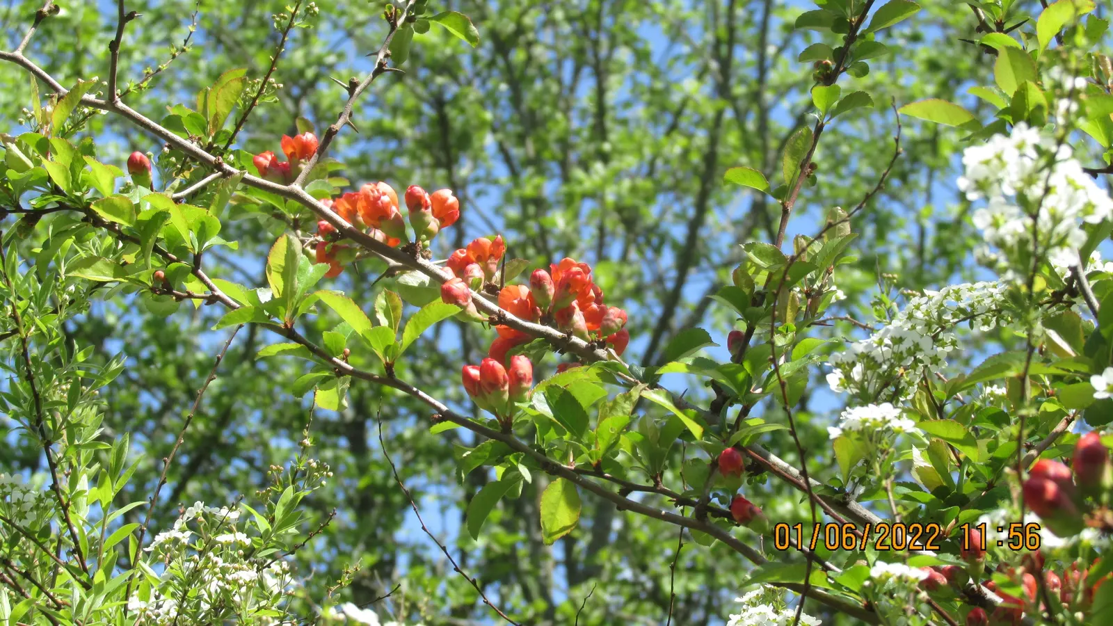 Japanese Flowering Quince (Chaenomeles Speciosa) — shrub with red blooms; these flowers create a captivating show from late winter to early spring
