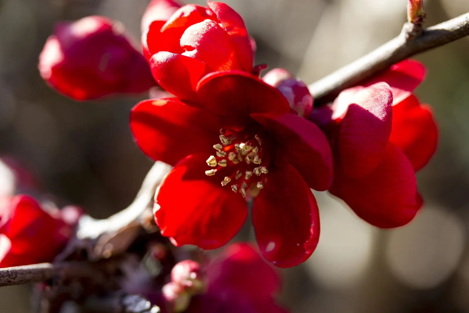 Japanese Flowering Quince (Chaenomeles Speciosa) — rejuvenating the plant and encouraging robust new growth