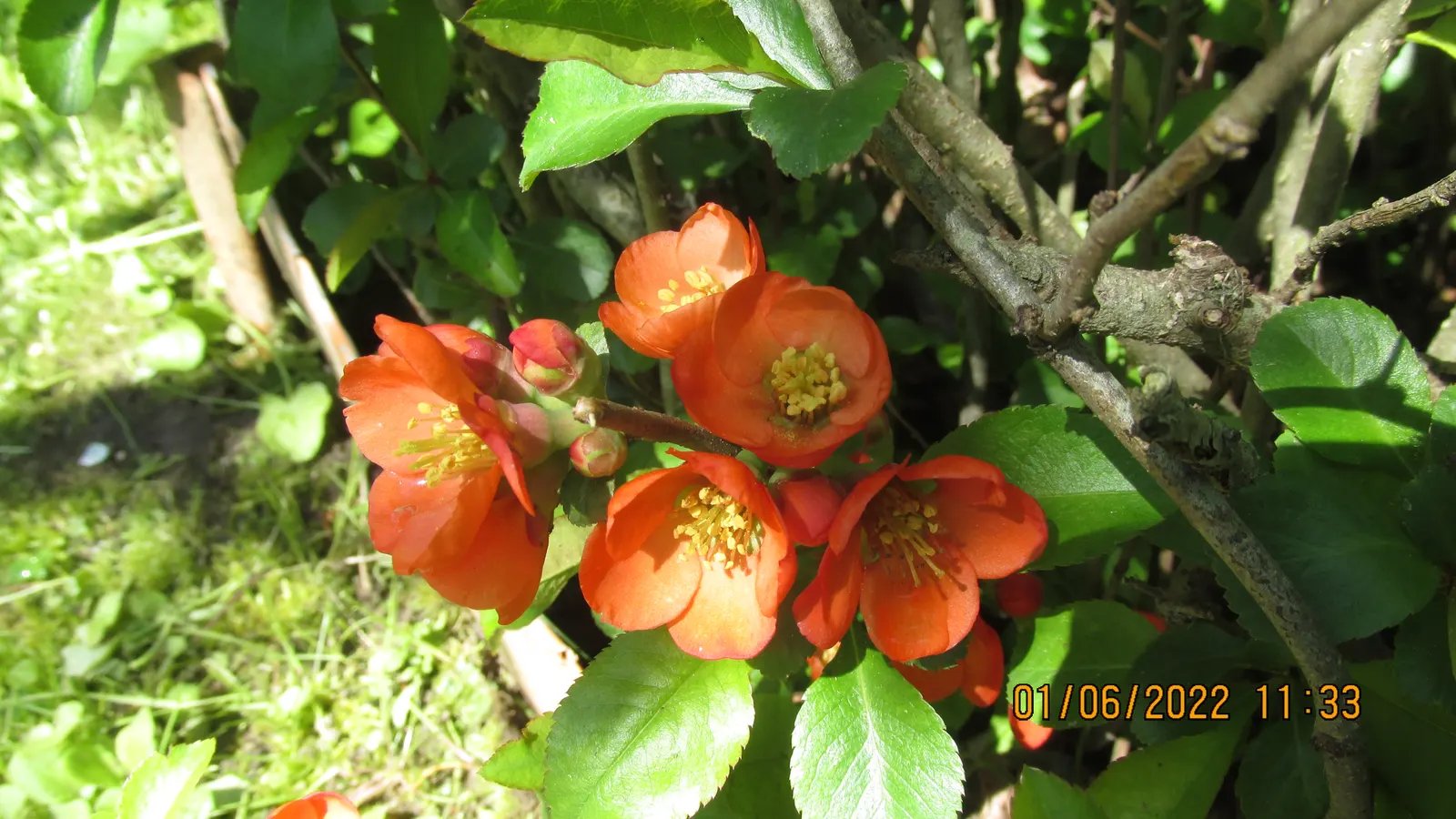 Japanese Flowering Quince (Chaenomeles Speciosa) — around 2 to 3 inches in size