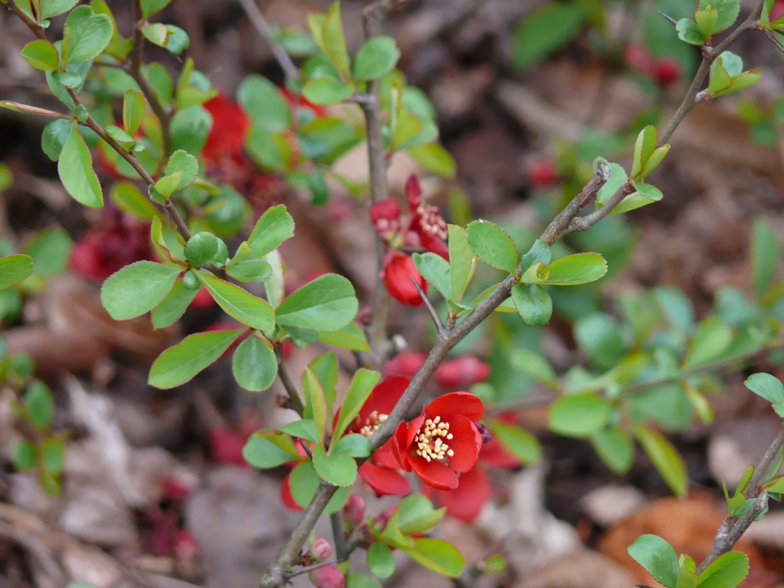 Japanese Flowering Quince (Chaenomeles Speciosa) — Typically reaching a mature height of 6 to 10 feet with an equal spread; chaenomeles speciosa, image 100