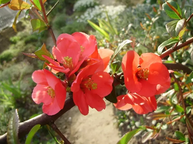 Japanese Flowering Quince (Chaenomeles Speciosa) — Chaenomeles speciosa prefers a well-draining soil and a full sun to partial shade position, image 108