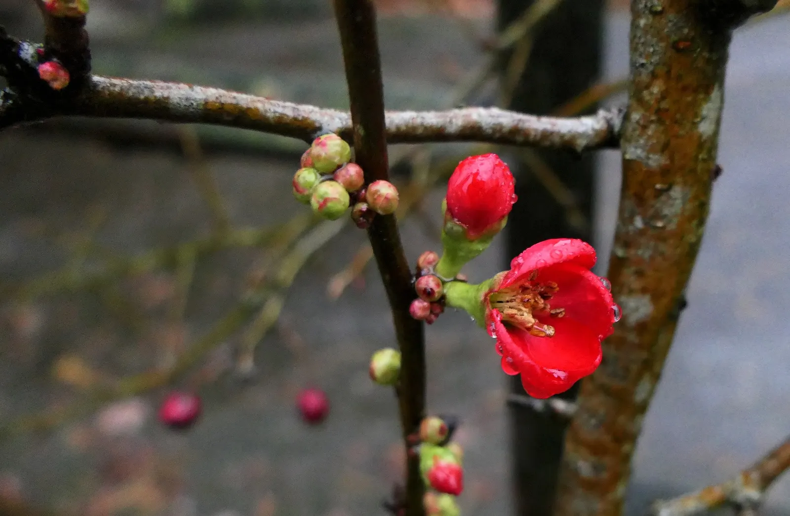 Japanese Flowering Quince (Chaenomeles Speciosa) — Prefers full sun to part shade in well-drained soil; which arrive in hues of scarlet, image 156