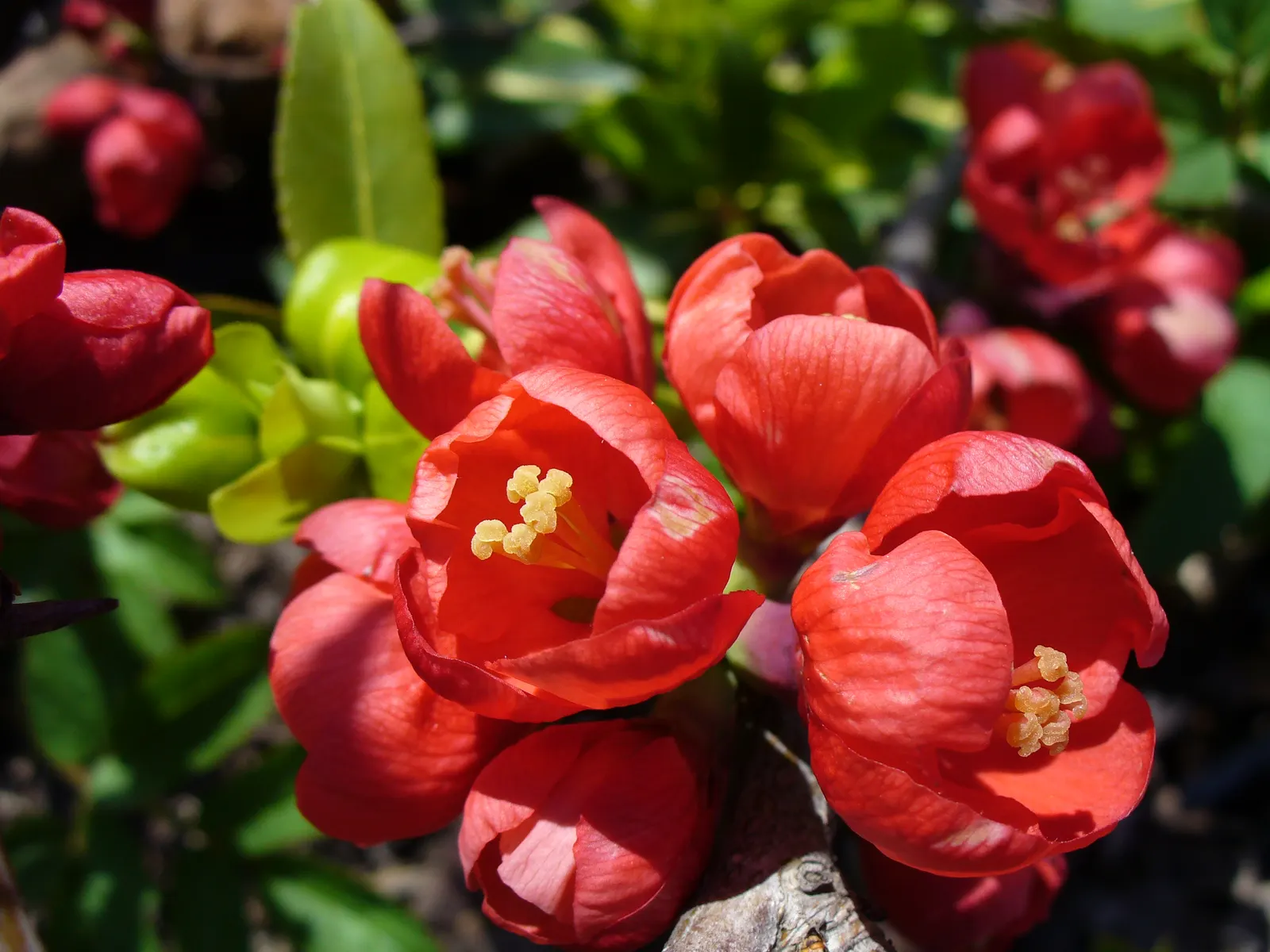 Japanese Flowering Quince (Chaenomeles Speciosa) — Pruning should occur post-flowering to shape and remove any crossed or dead branches; measuring, image 53
