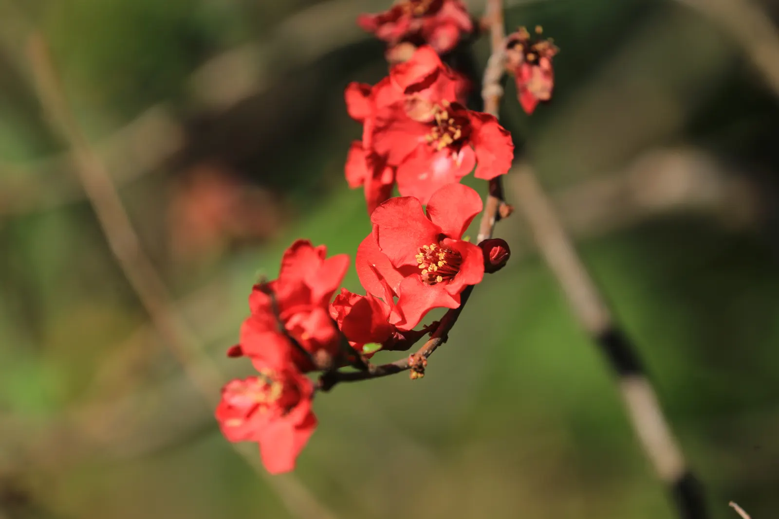 Japanese Flowering Quince (Chaenomeles Speciosa) — these flowers create a captivating show from late winter to early spring; equipped with thorny, image 47