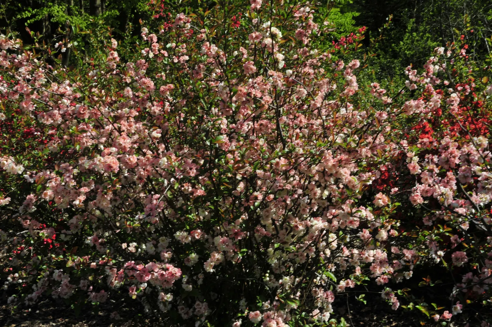 Japanese Flowering Quince (Chaenomeles Speciosa) — Blooming prolifically before the emergence of glossy green foliage; pruning should occur, image 122