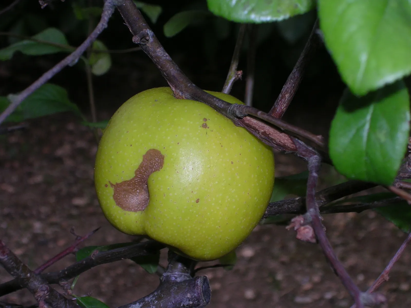 Japanese Flowering Quince (Chaenomeles Speciosa) — Equipped with thorny branches, it makes an excellent choice for defensive hedges; shrub with red, image 136