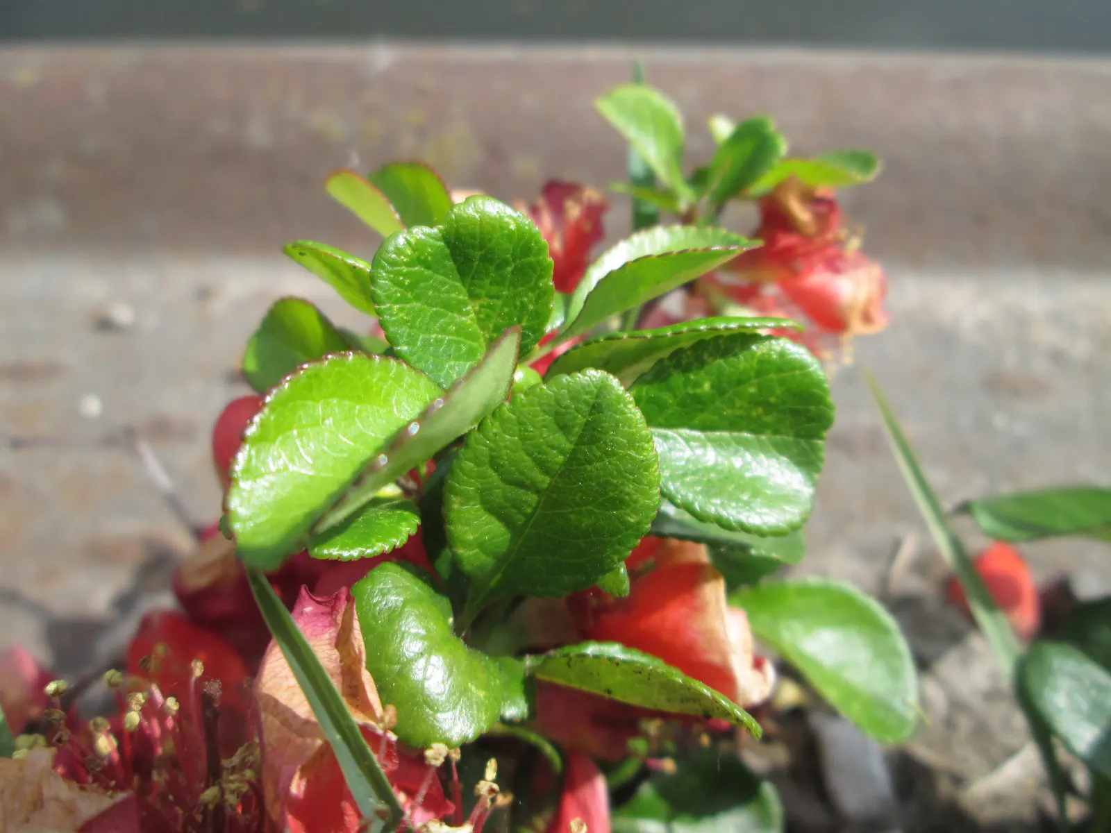 Japanese Flowering Quince (Chaenomeles Speciosa) — shrub for full or half