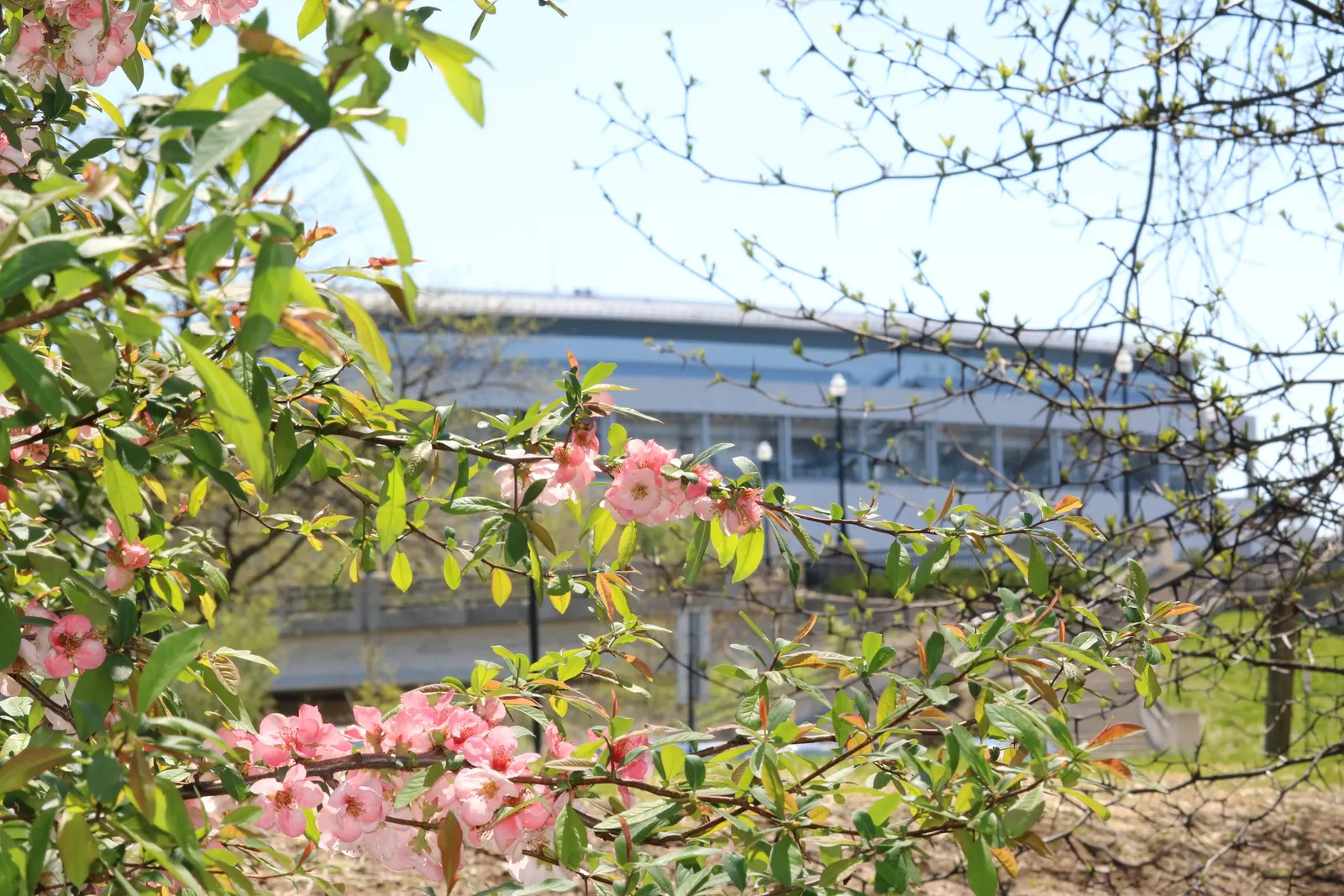 Japanese Flowering Quince (Chaenomeles Speciosa) — which are tart but edible; red flowers in the garden, image 68