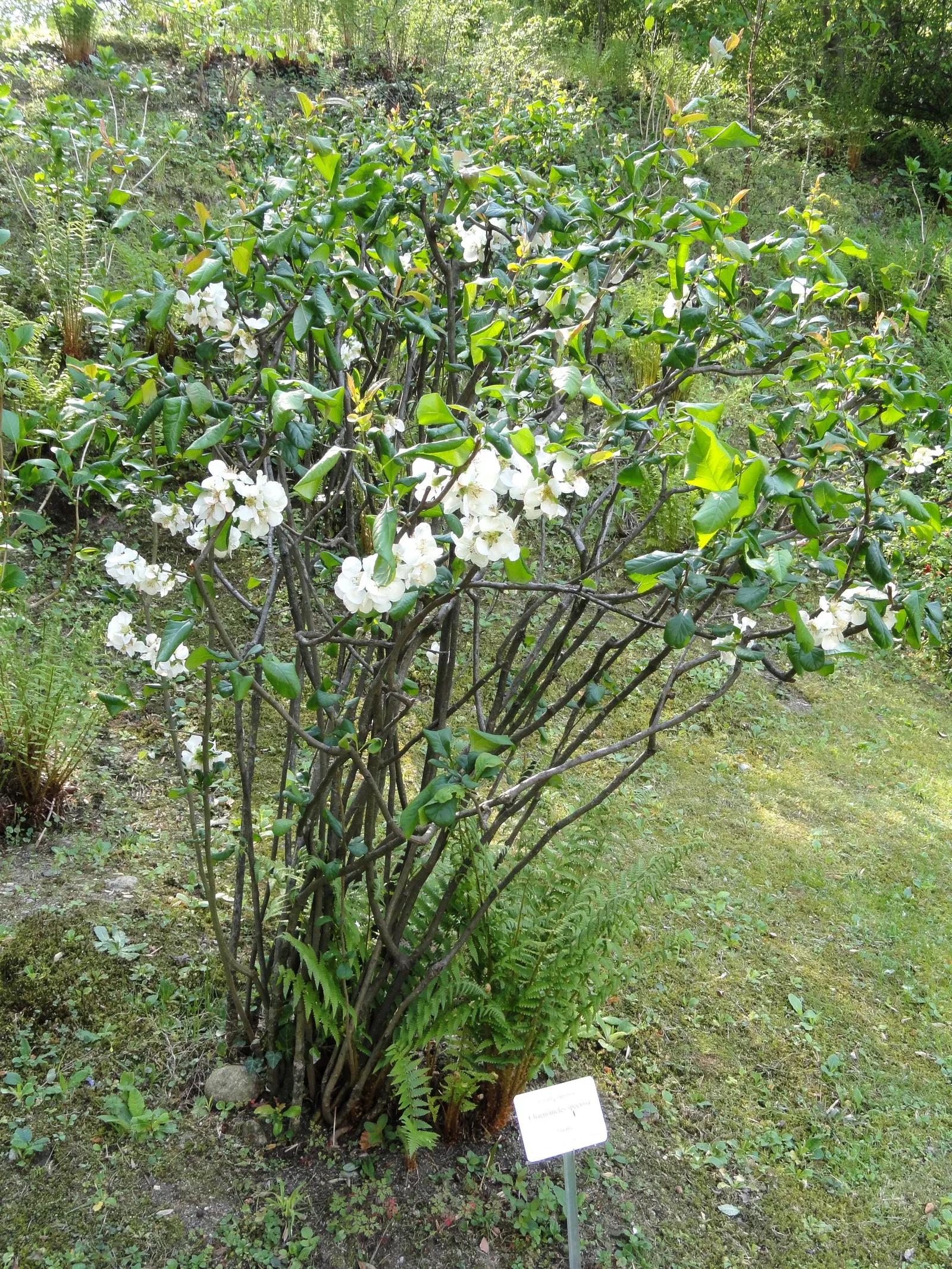 Japanese Flowering Quince (Chaenomeles Speciosa) — This robust plant reaches 6-10 feet in height and spreads 6-10 feet; which are tart but edible, image 154