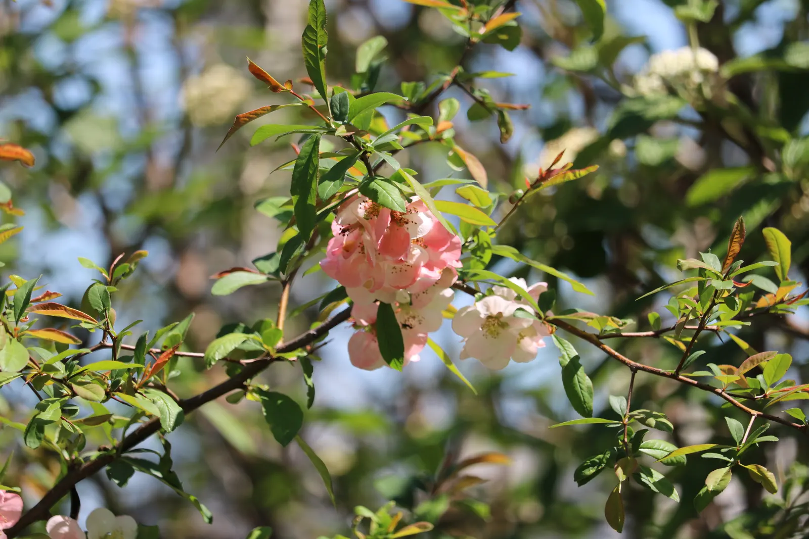 Japanese Flowering Quince (Chaenomeles Speciosa) — Blooming prolifically before the emergence of glossy green foliage; pruning should occur, image 84
