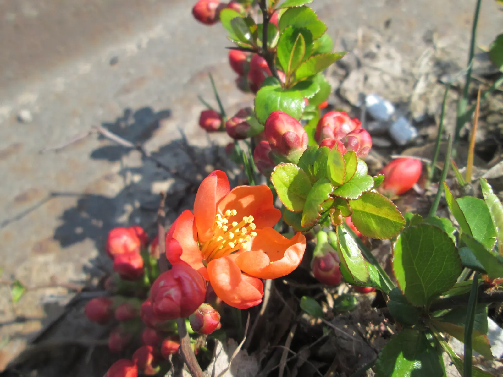 Japanese Flowering Quince (Chaenomeles Speciosa) — shrub for full or half; rejuvenating the plant and encouraging robust new growth, image 57
