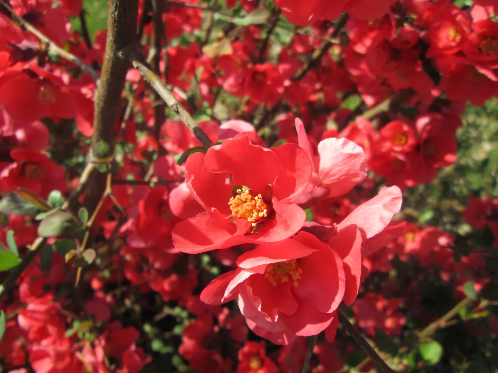 Japanese Flowering Quince (Chaenomeles Speciosa) — measuring up to 1.5 inches across; blooming prolifically before the emergence of glossy green foliage
