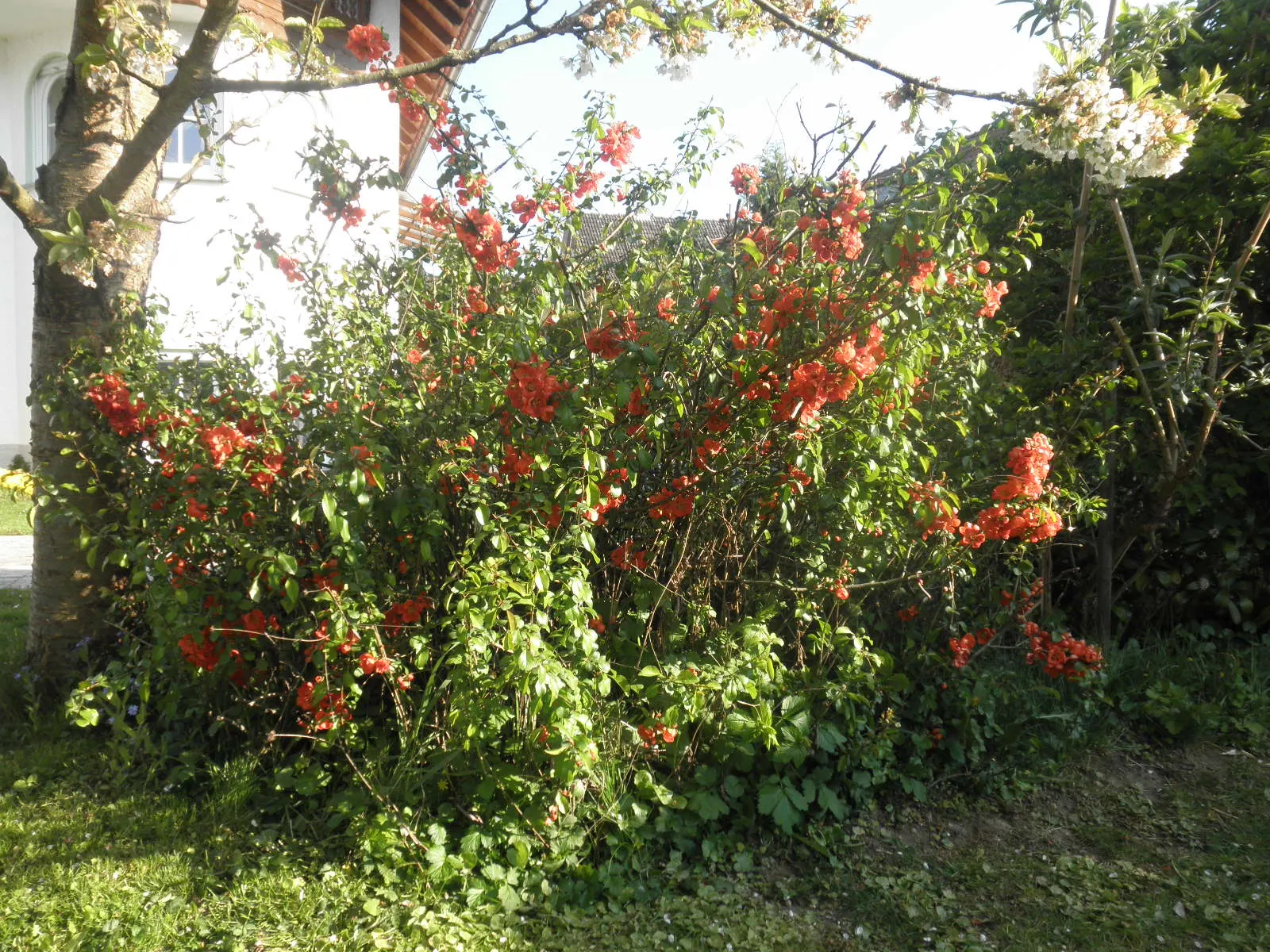Japanese Flowering Quince (Chaenomeles Speciosa) — these flowers create a captivating show from late winter to early spring; equipped with thorny, image 104