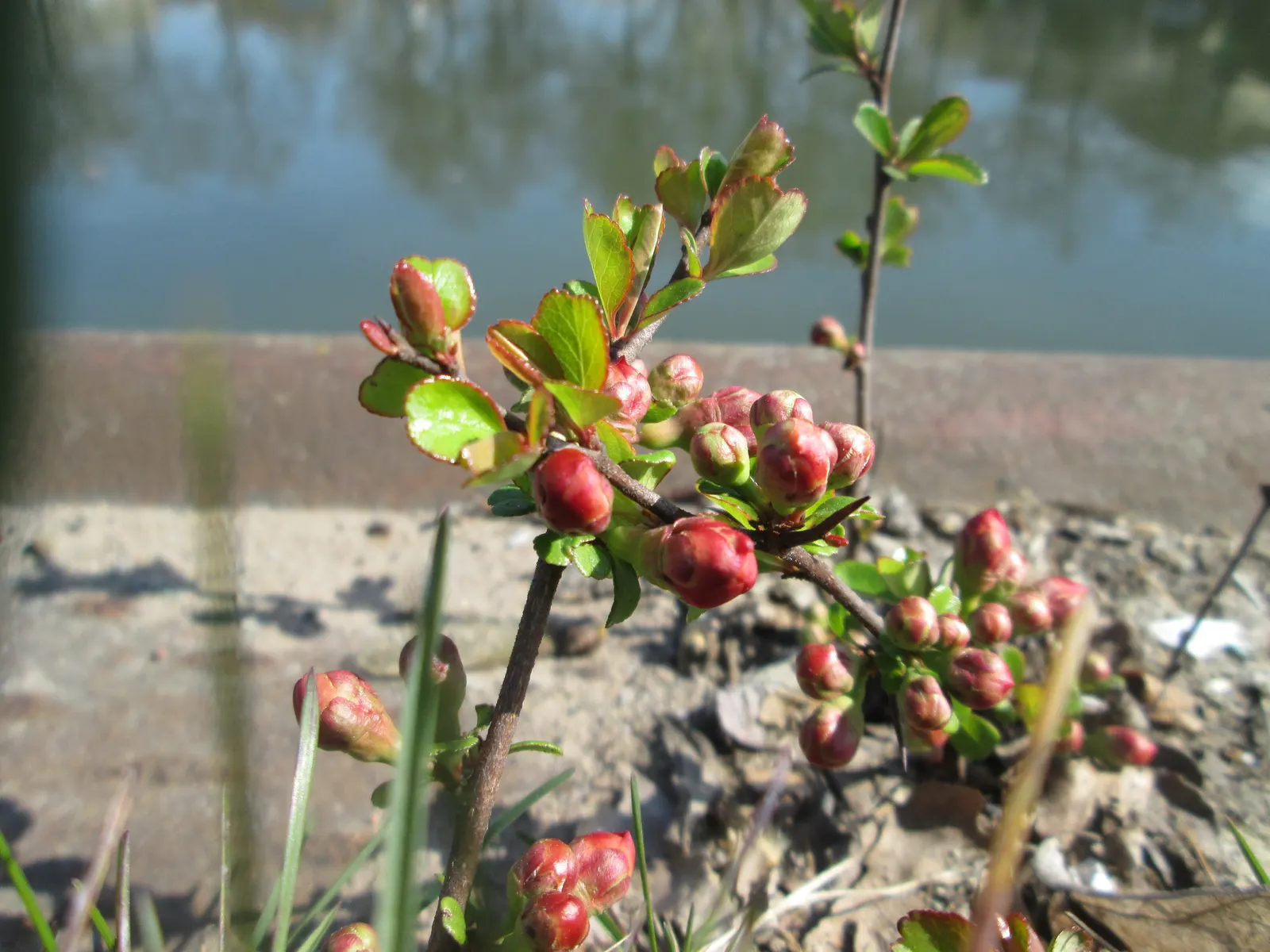Japanese Flowering Quince (Chaenomeles Speciosa) — rejuvenating the plant and encouraging robust new growth; it is cold-hardy, accommodating, image 54