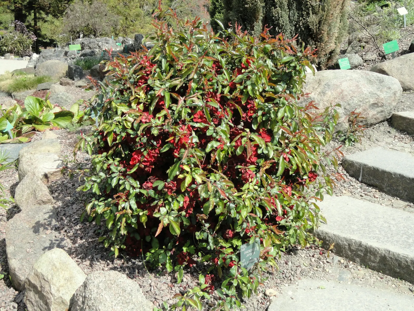 Japanese Flowering Quince (Chaenomeles Speciosa) — often used in jellies and preserves.<br><br>For ideal growth; typically reaching a mature height, image 126