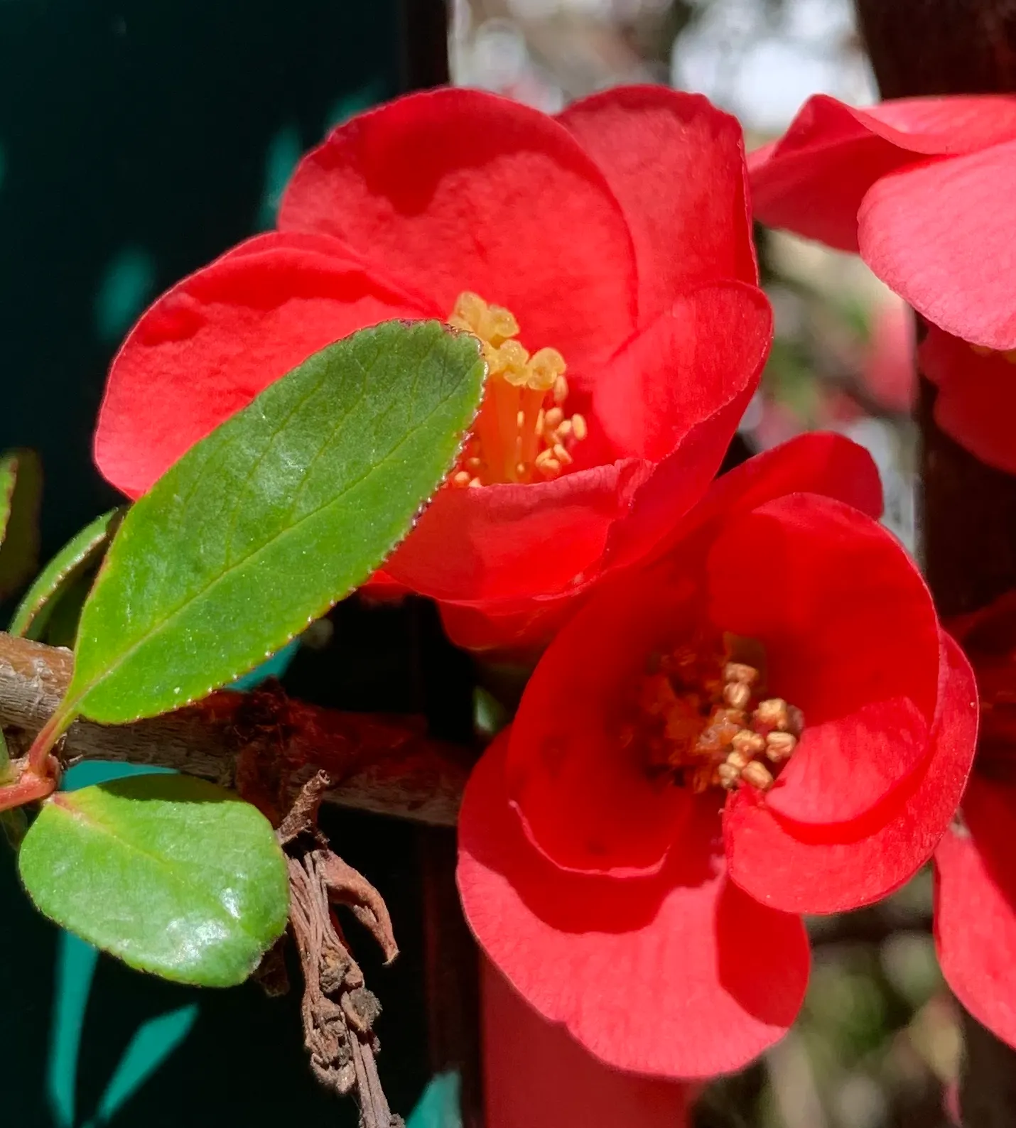 Japanese Flowering Quince (Chaenomeles Speciosa) — Blooming prolifically before the emergence of glossy green foliage; pruning should occur, image 46