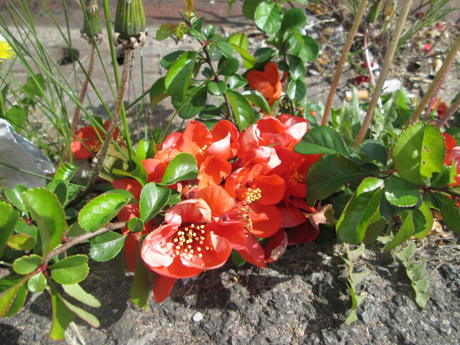 Japanese Flowering Quince (Chaenomeles Speciosa) — Pruning should occur post-flowering to shape and remove any crossed or dead branches; measuring, image 167