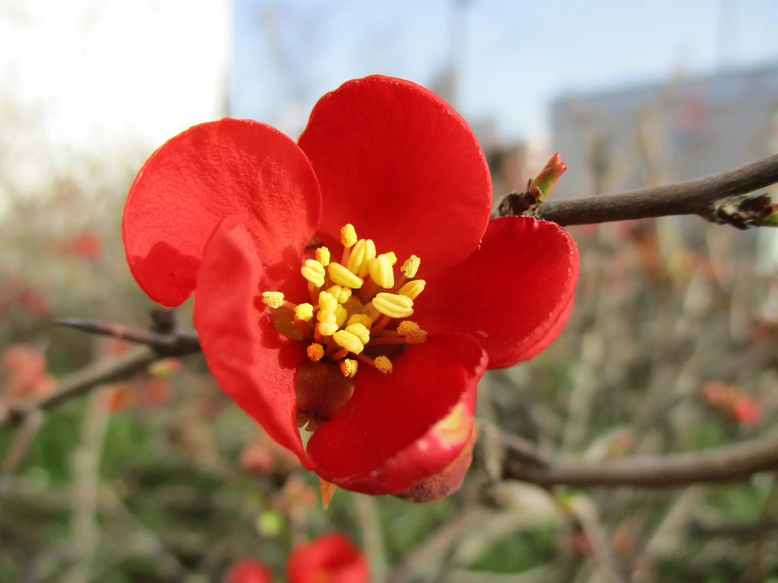 Japanese Flowering Quince (Chaenomeles Speciosa) — which are tart but edible