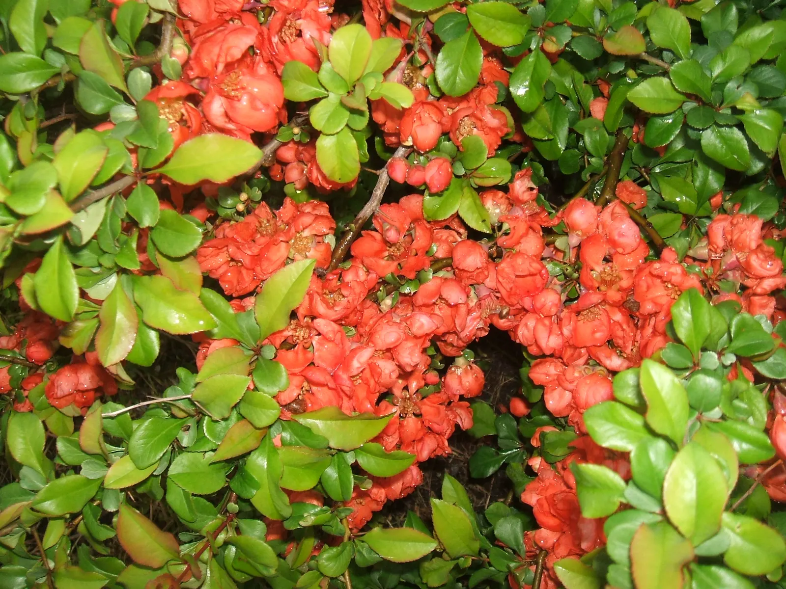 Japanese Flowering Quince (Chaenomeles Speciosa) — Equipped with thorny branches, it makes an excellent choice for defensive hedges