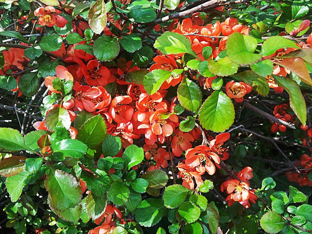Japanese Flowering Quince (Chaenomeles Speciosa) — Its arresting flowers, in hues of red, pink, or white, are typically about 1.5 inches in, image 115