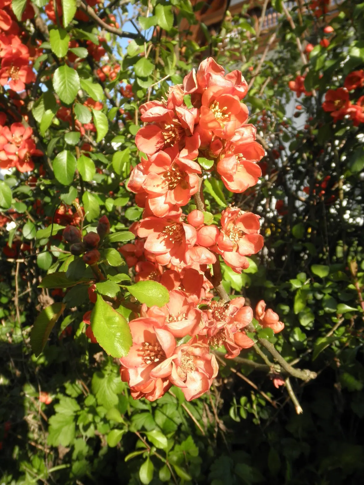Japanese Flowering Quince (Chaenomeles Speciosa) — Prefers full sun to part shade in well-drained soil; which arrive in hues of scarlet, image 80
