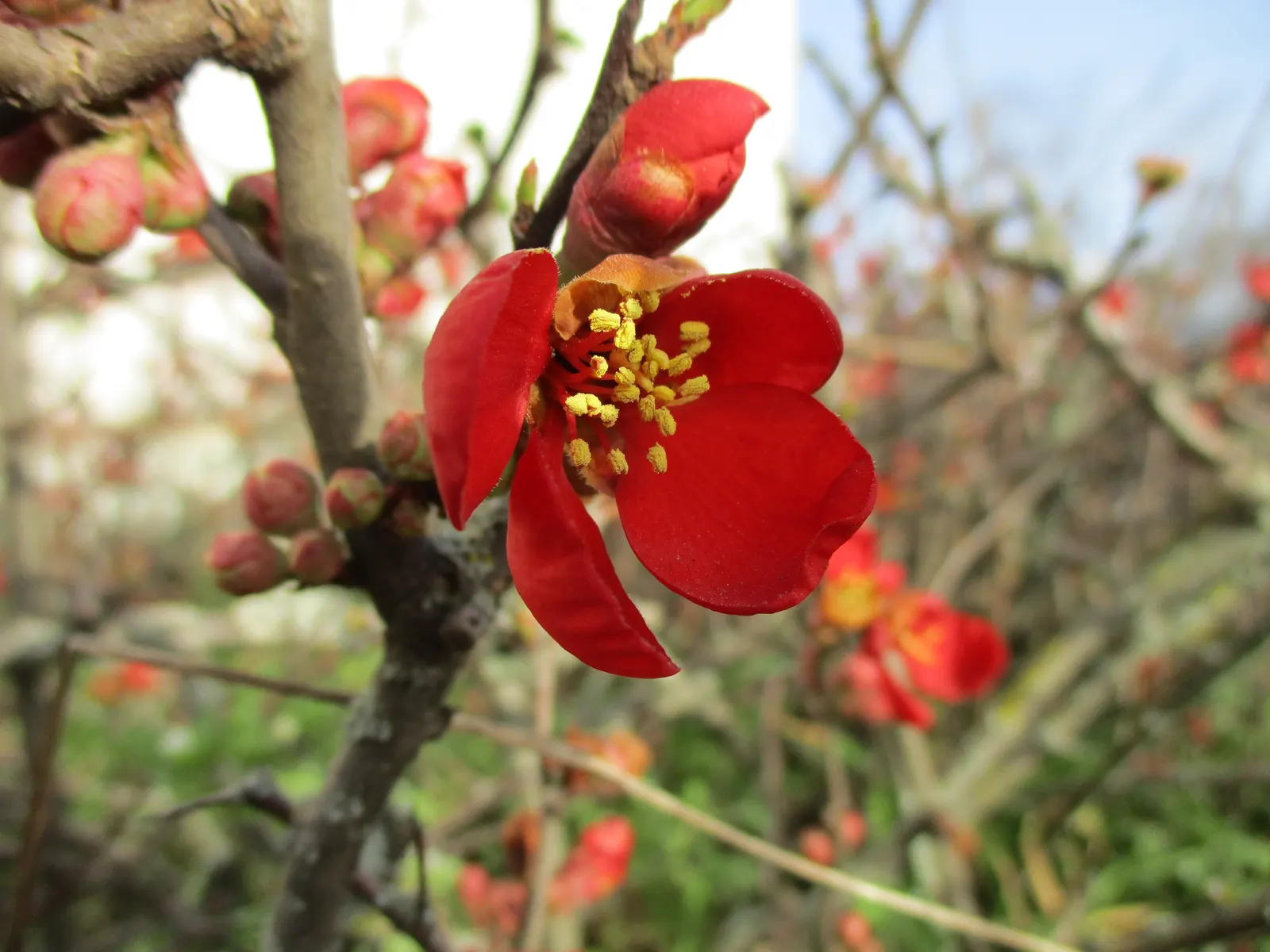 Japanese Flowering Quince (Chaenomeles Speciosa) — Chaenomeles speciosa prefers a well-draining soil and a full sun to partial shade position, image 165