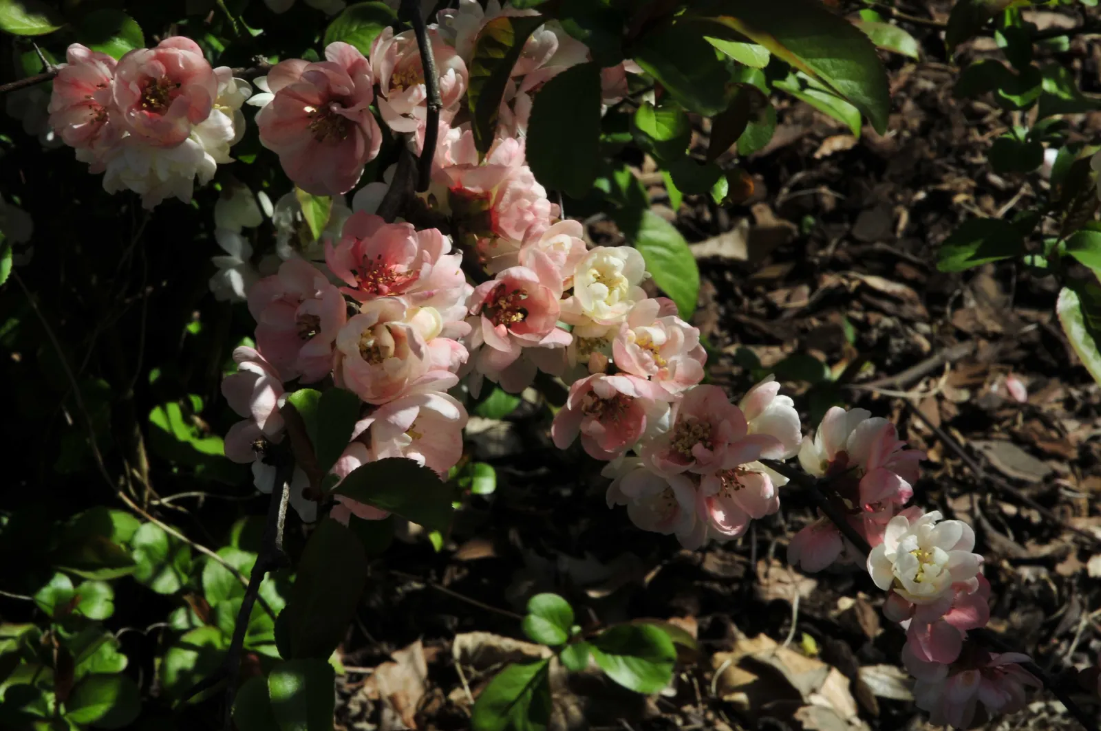 Japanese Flowering Quince (Chaenomeles Speciosa) — red flowers in the garden; this robust plant reaches 6-10 feet in height and spreads 6-10 feet, image 131