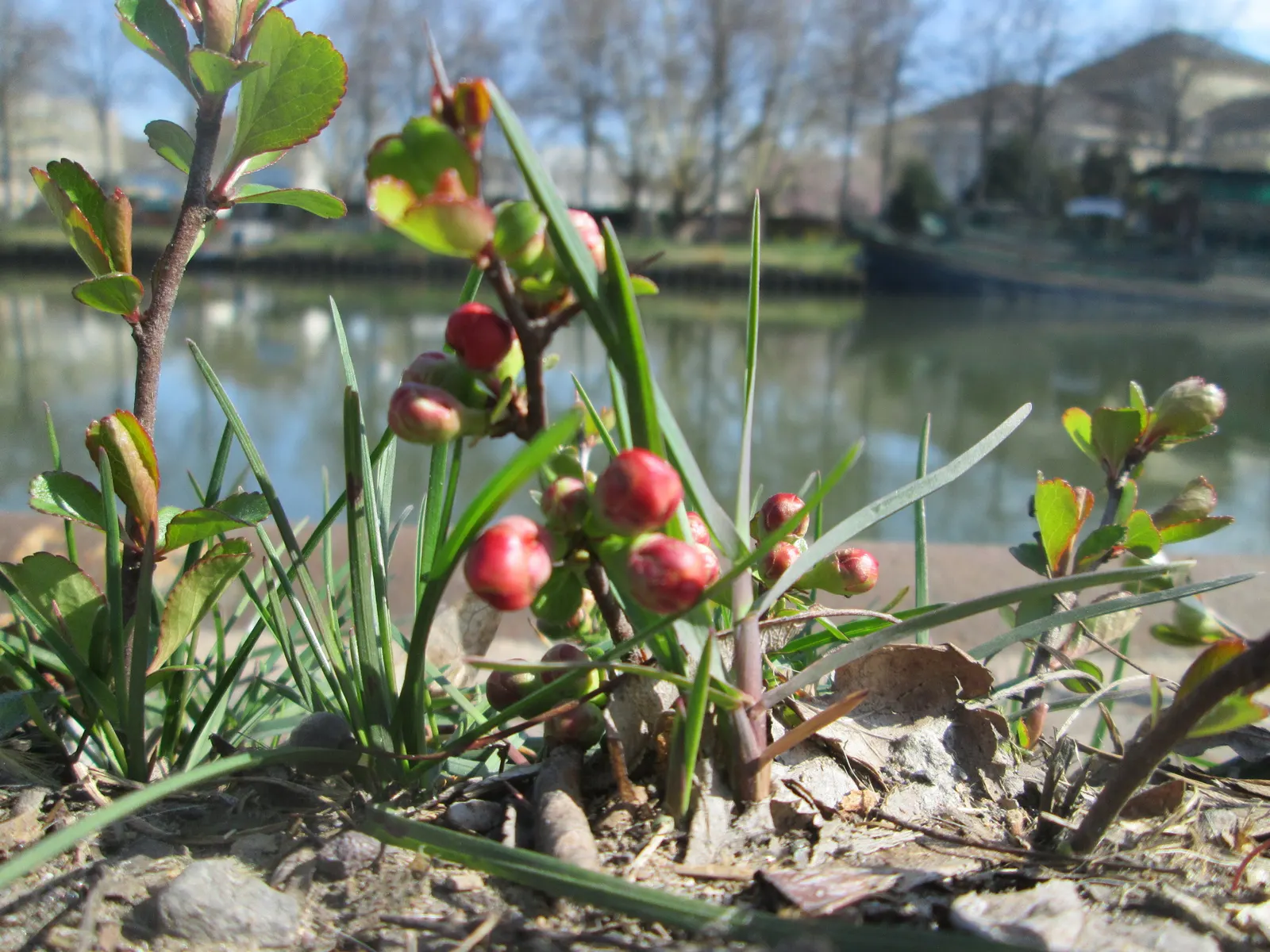 Japanese Flowering Quince (Chaenomeles Speciosa) — shrub with red blooms; these flowers create a captivating show from late winter to early spring, image 75